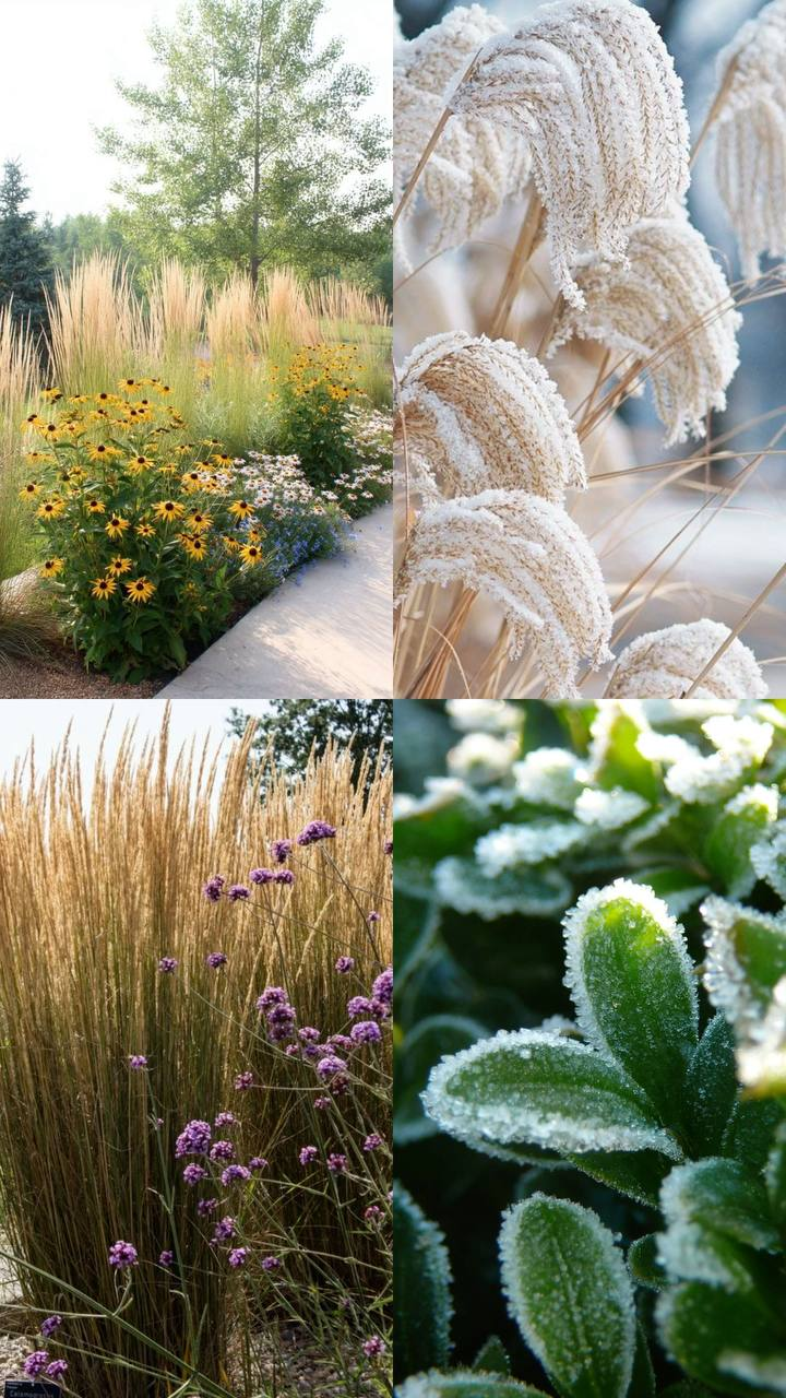 Рослини красиві в будь-яку пору року