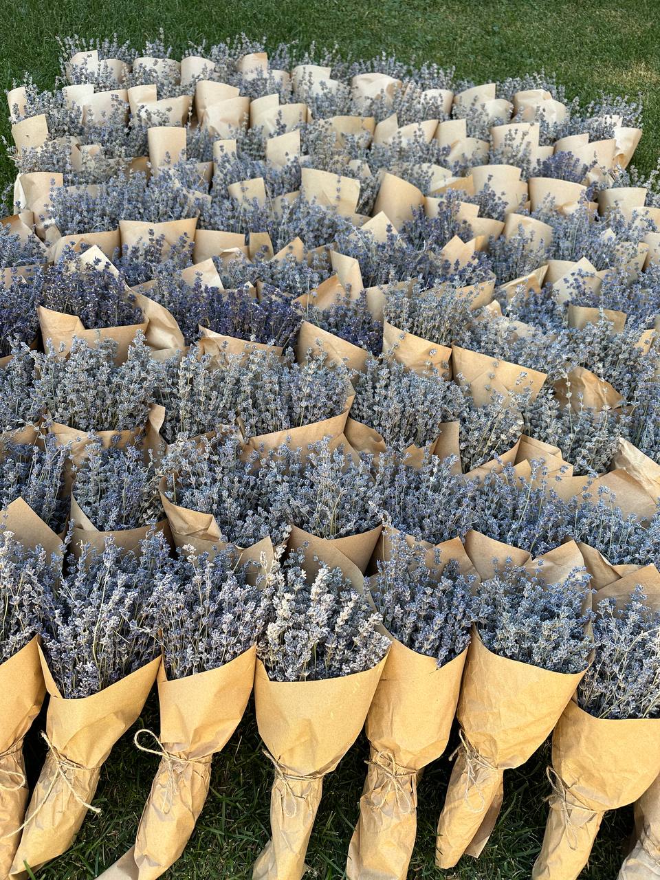 Свіжі букети лаванди 2