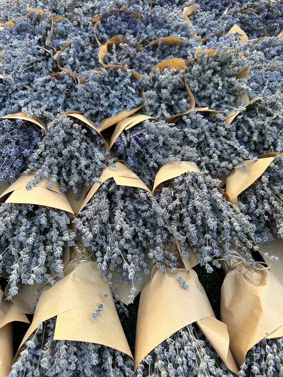 Свіжі букети лаванди 3