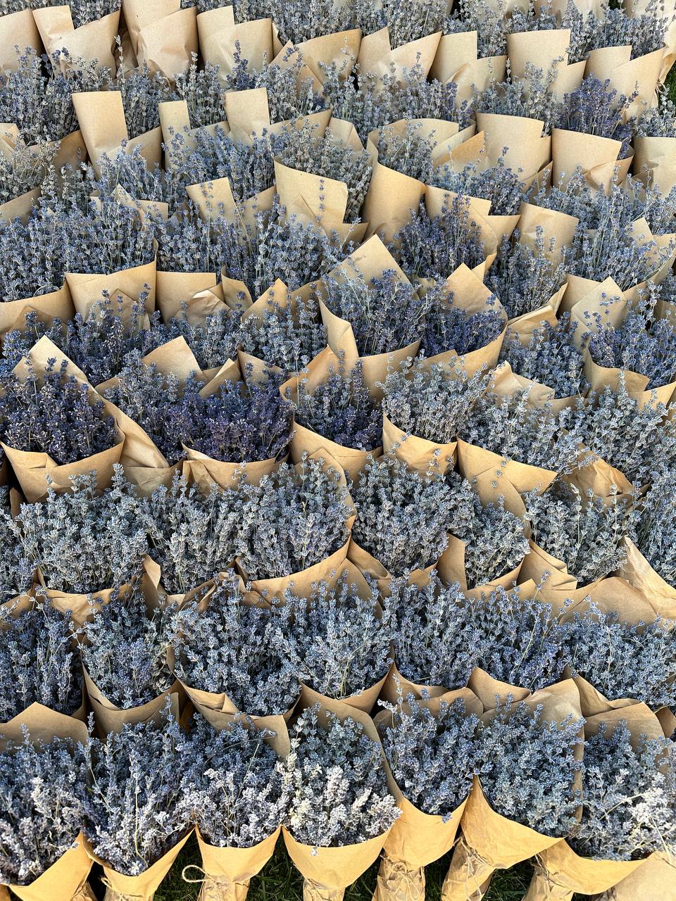 Свіжі букети лаванди 4