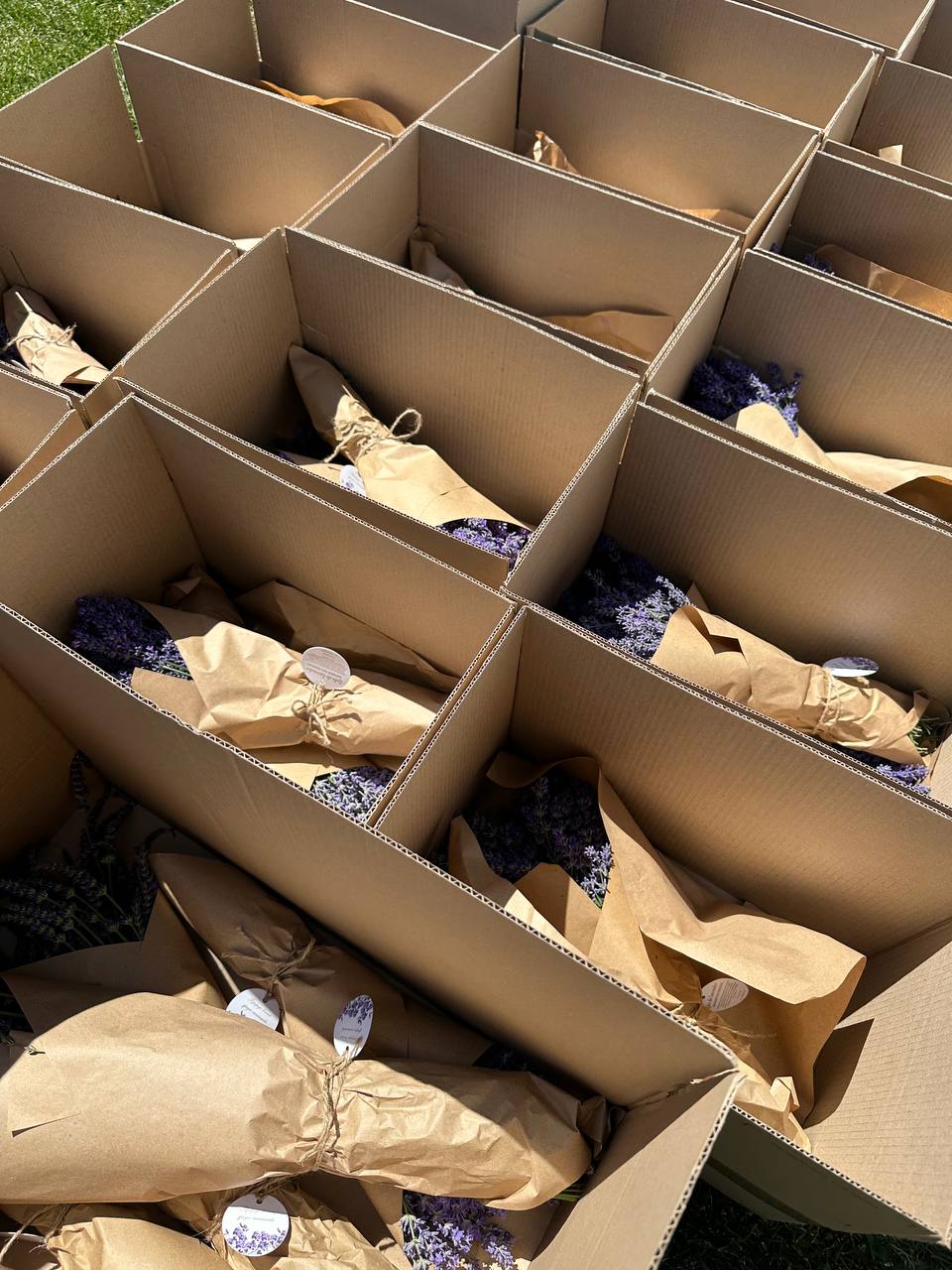 Свіжі букети лаванди 5