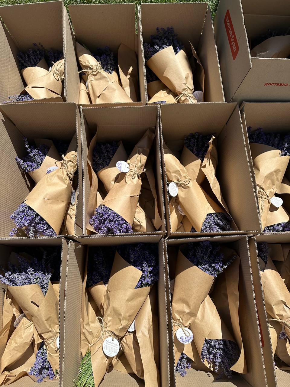Свіжі букети лаванди 6