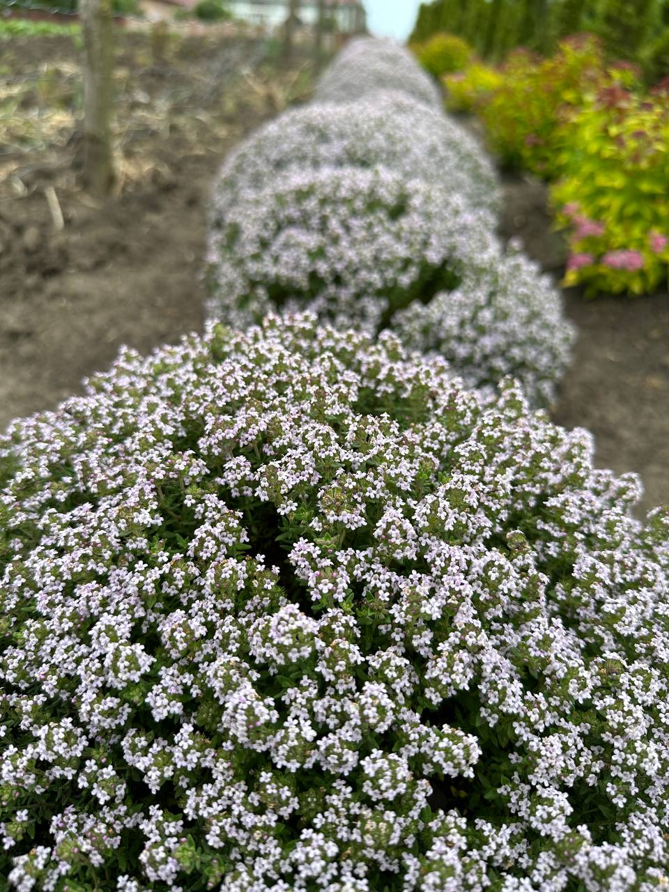 Чебрець повзучий 2