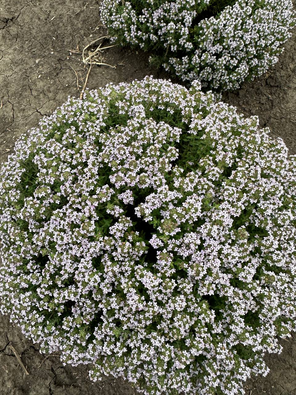 Чебрець повзучий 3