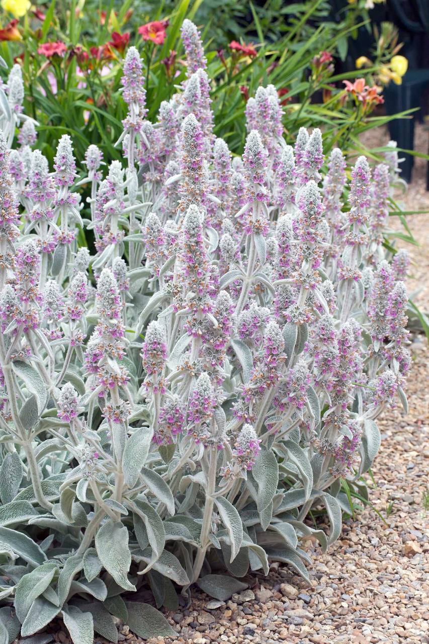 Чистець візантійський 2