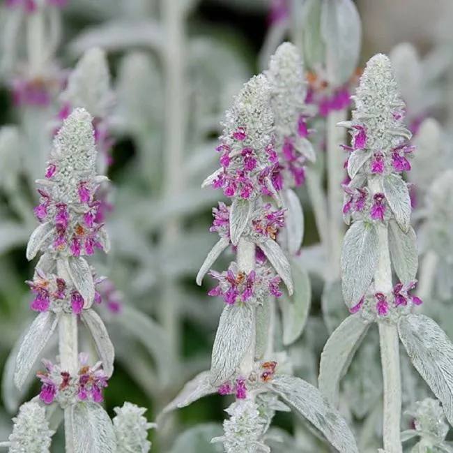 Чистець візантійський 3