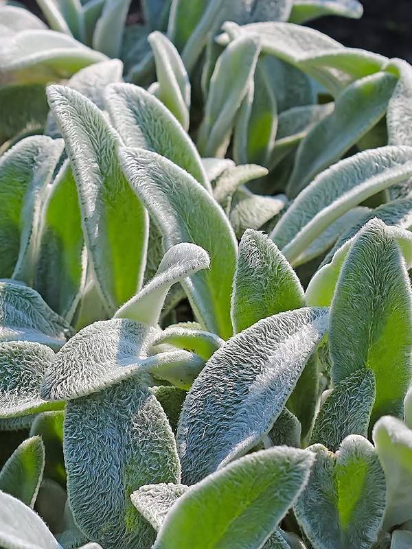 Чистець візантійський 4