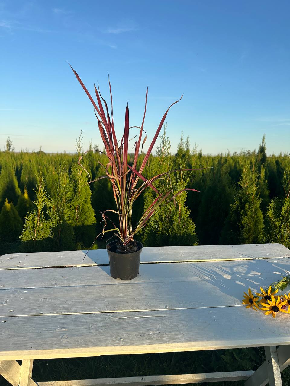 Імперата Червоний Барон 1