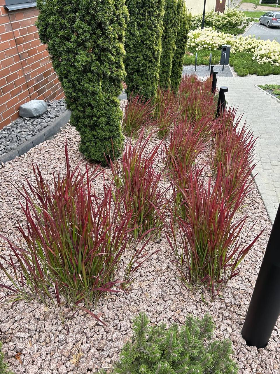 Імперата Червоний Барон 2