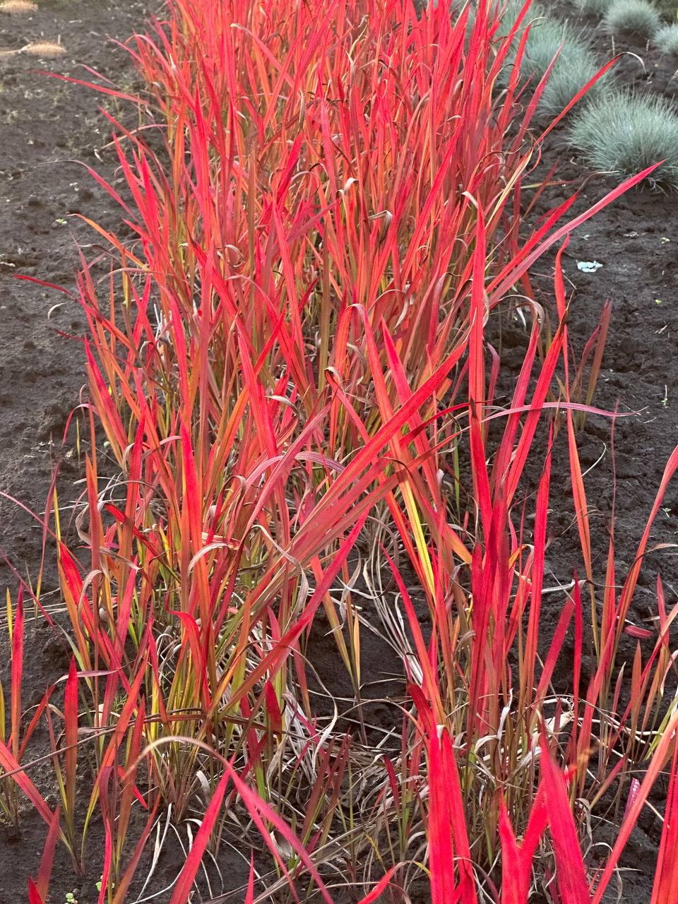 Імперата Червоний Барон 4