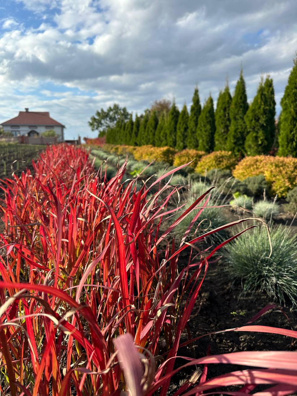 Імперата Червоний Барон 6