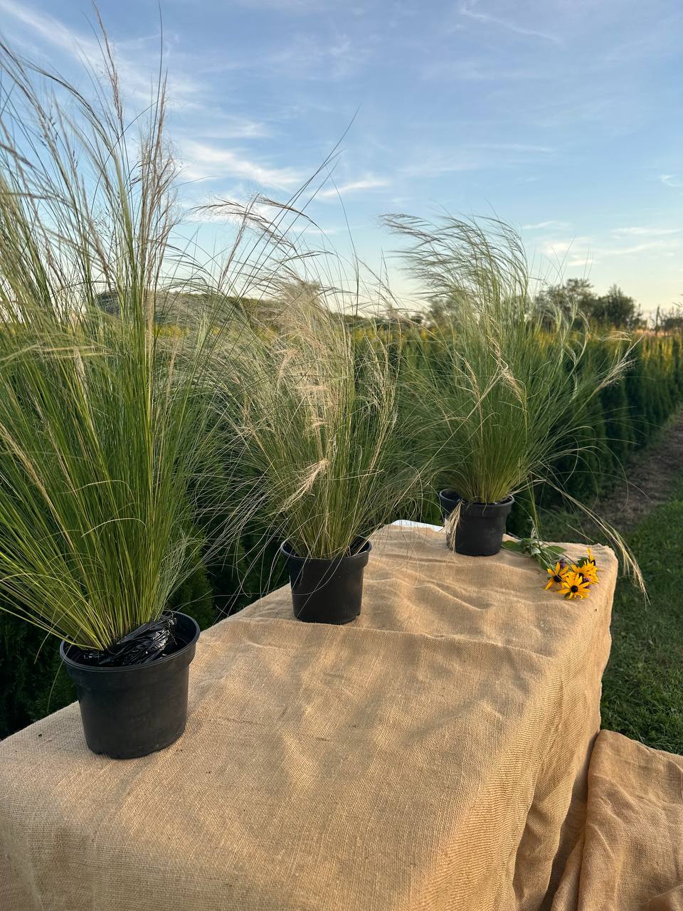 Ковила Поні Тейлз 1