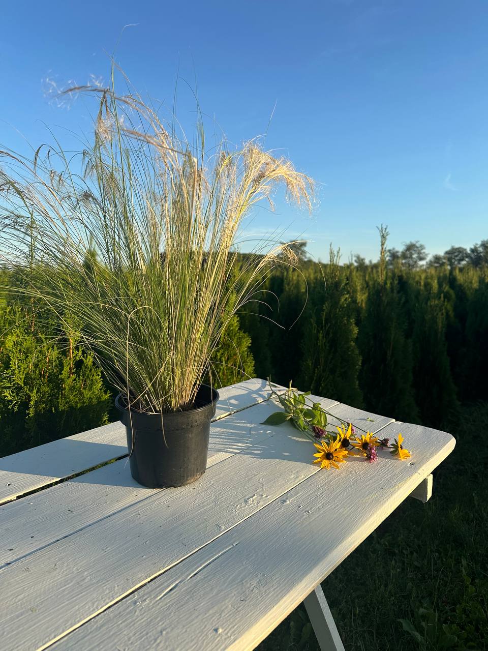 Ковила Поні Тейлз 2