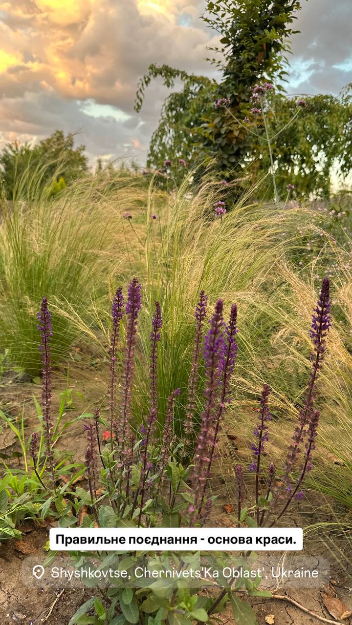 Ковила Поні Тейлз 3