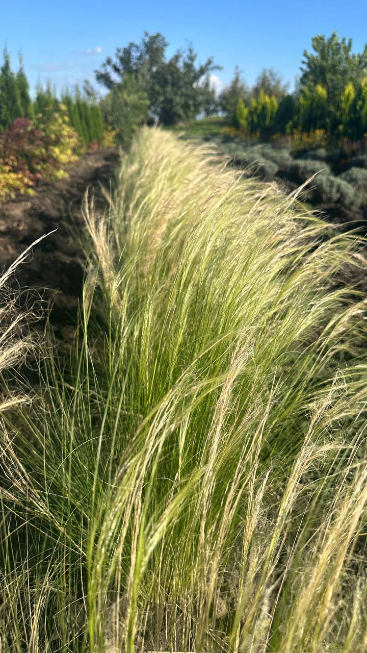 Ковила Поні Тейлз 4