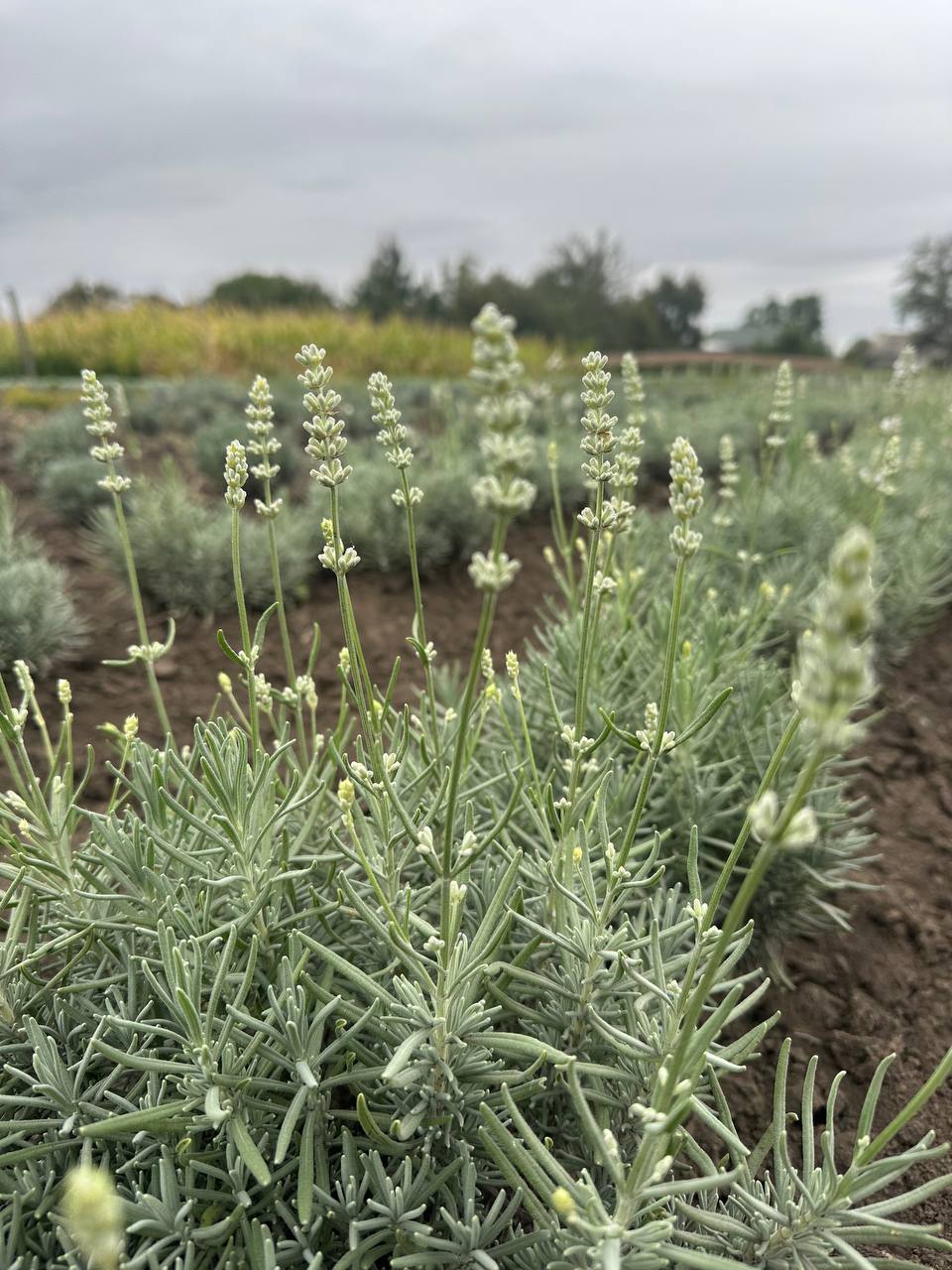 Лаванда біла 1