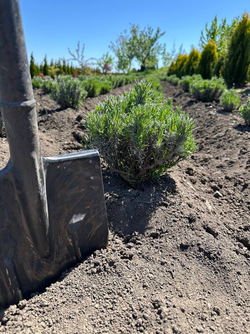 Лаванда біла 2