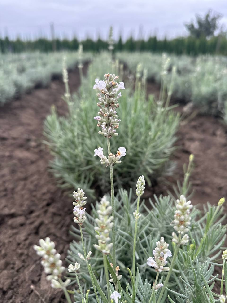 Лаванда біла 3