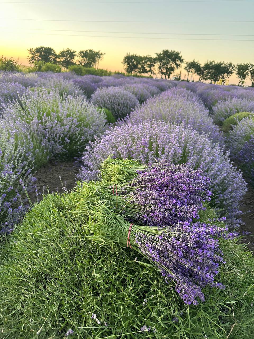Лаванда англійська вузьколиста 1