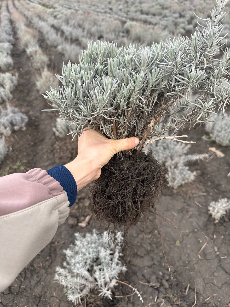 Лаванда англійська вузьколиста 2