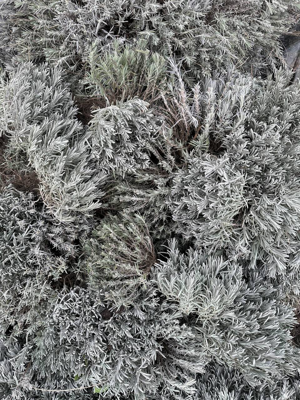 Лаванда англійська вузьколиста 3