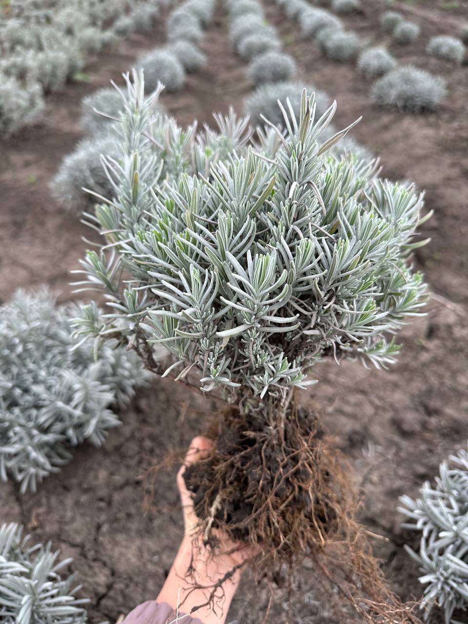 Лаванда англійська вузьколиста 4