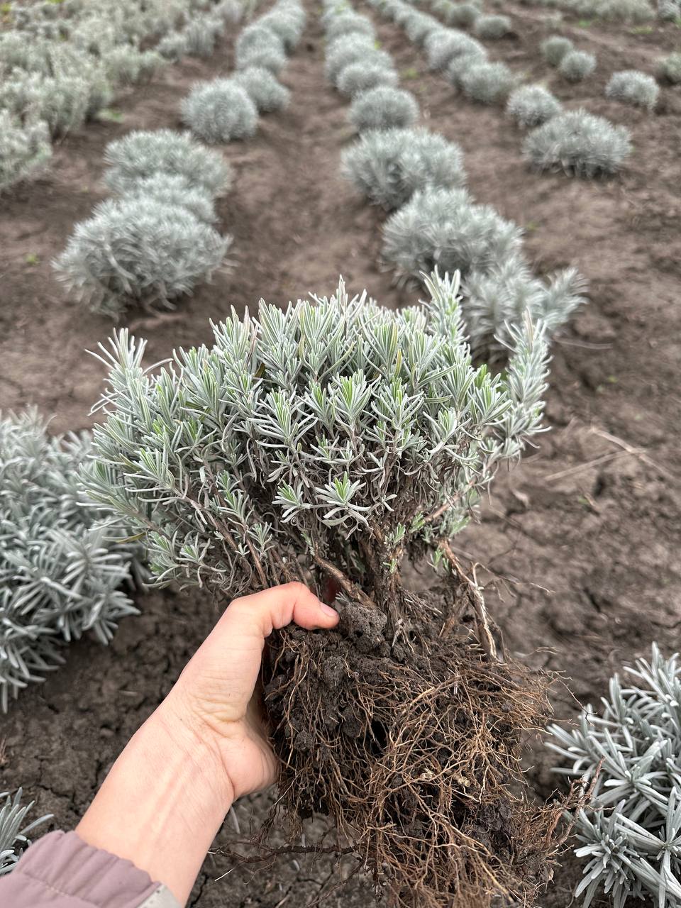 Лаванда англійська вузьколиста 5