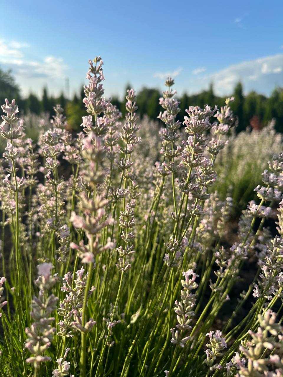 Лаванда рожева 1