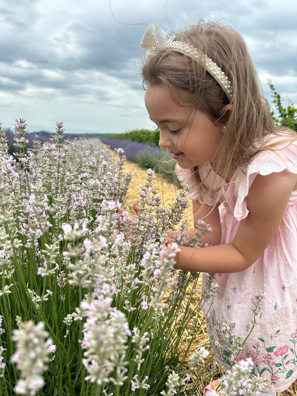 Лаванда рожева 2