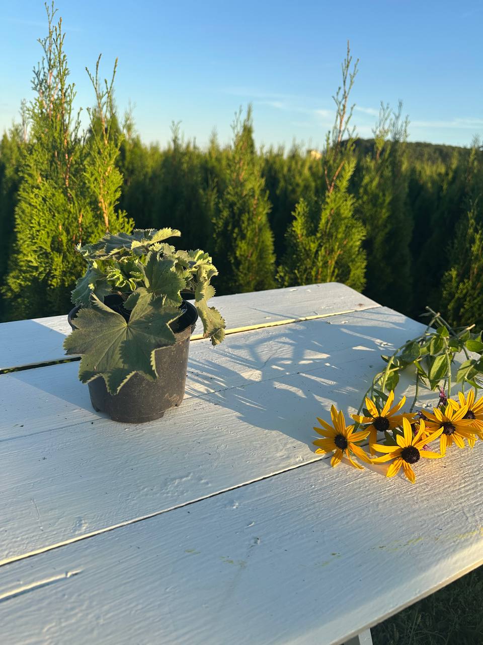 Манжетка м'яка 1