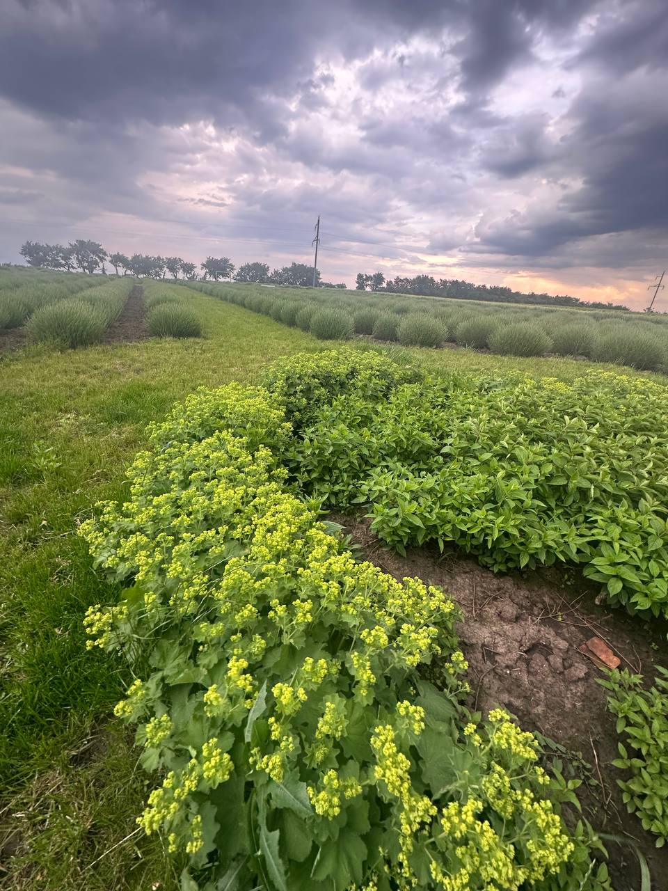 Манжетка м'яка 4