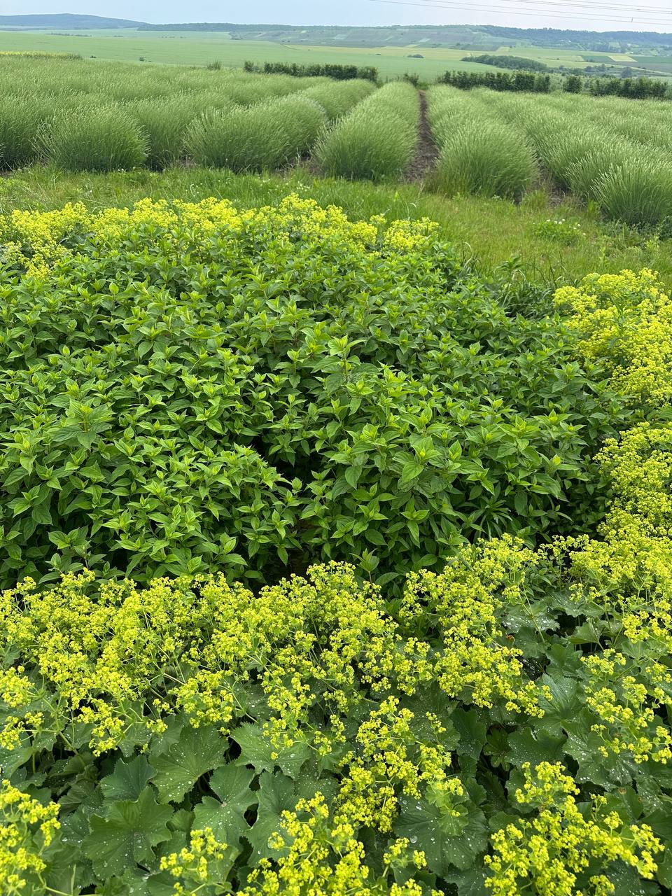 Манжетка м'яка 5