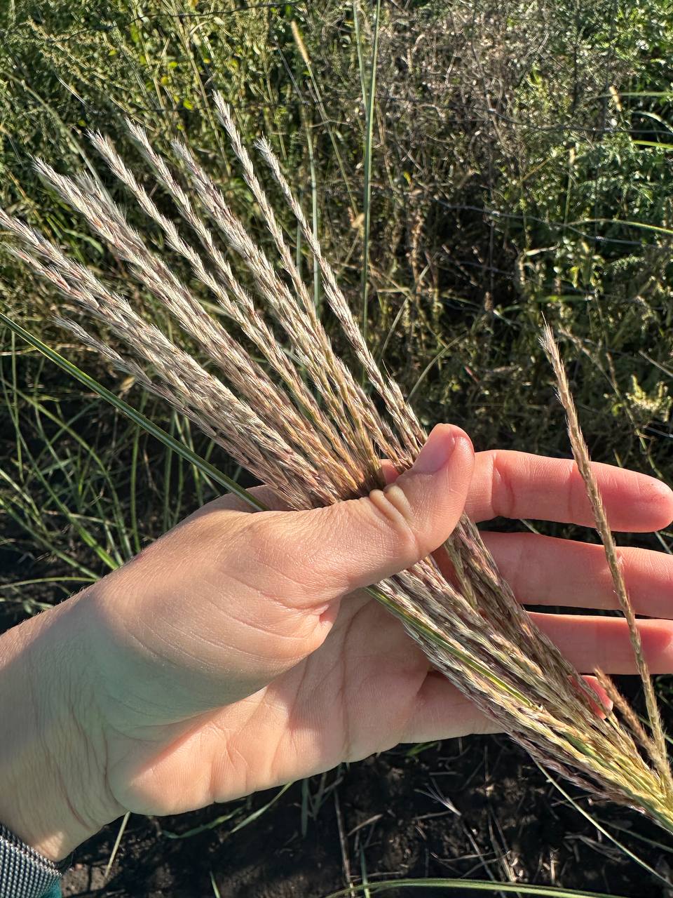 Міскантус Морнінг Лайт 1