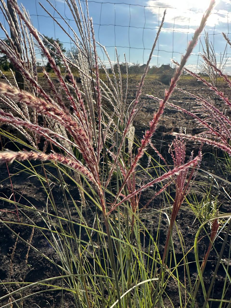 Міскантус Морнінг Лайт 2