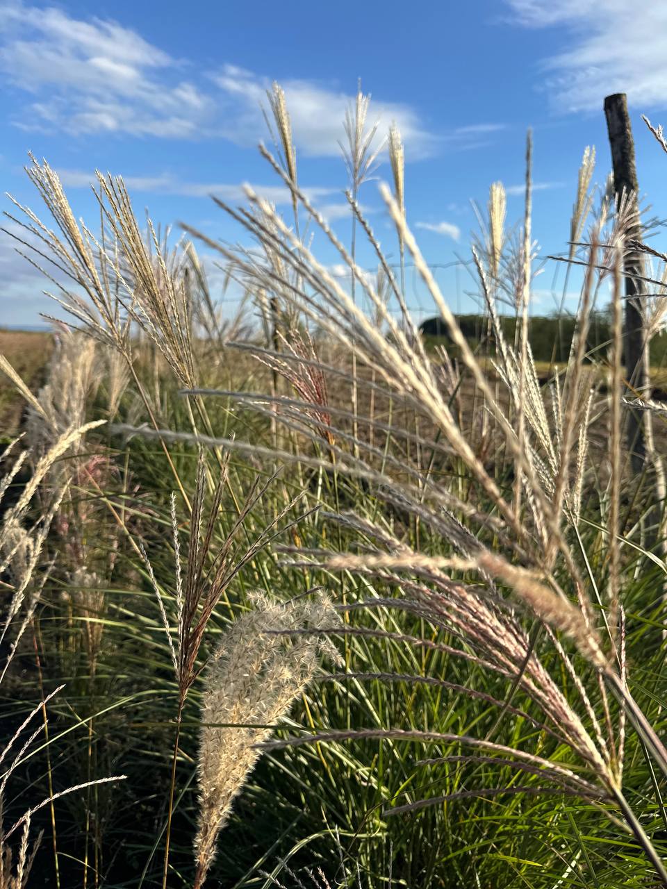 Міскантус Морнінг Лайт 3