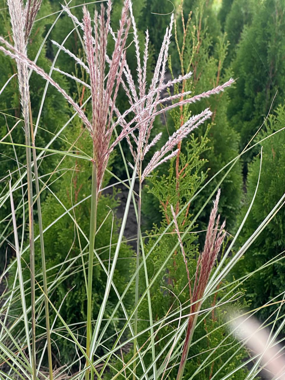 Міскантус Морнінг Лайт 4