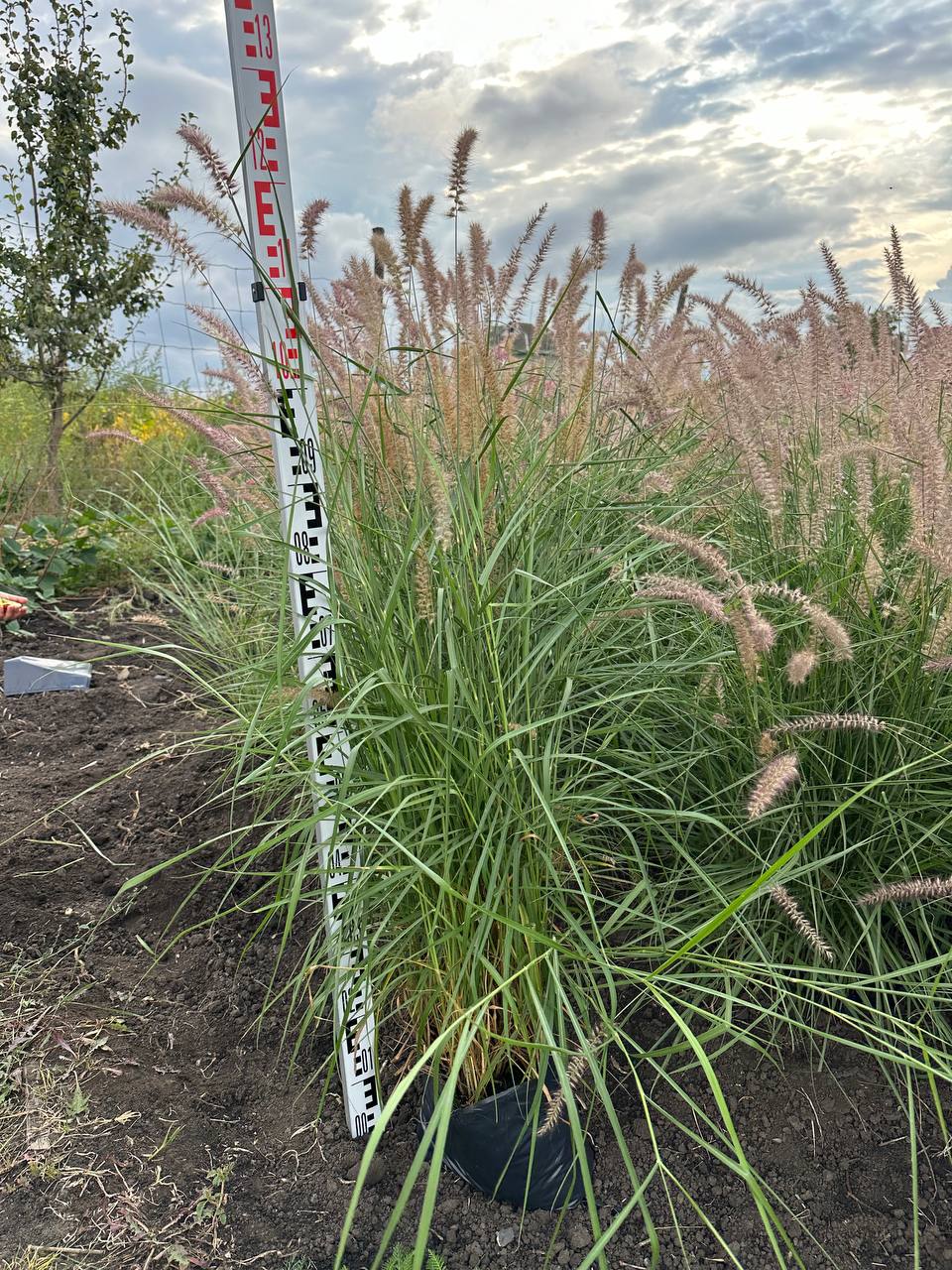 Пеннісетум Карлі Роуз 1