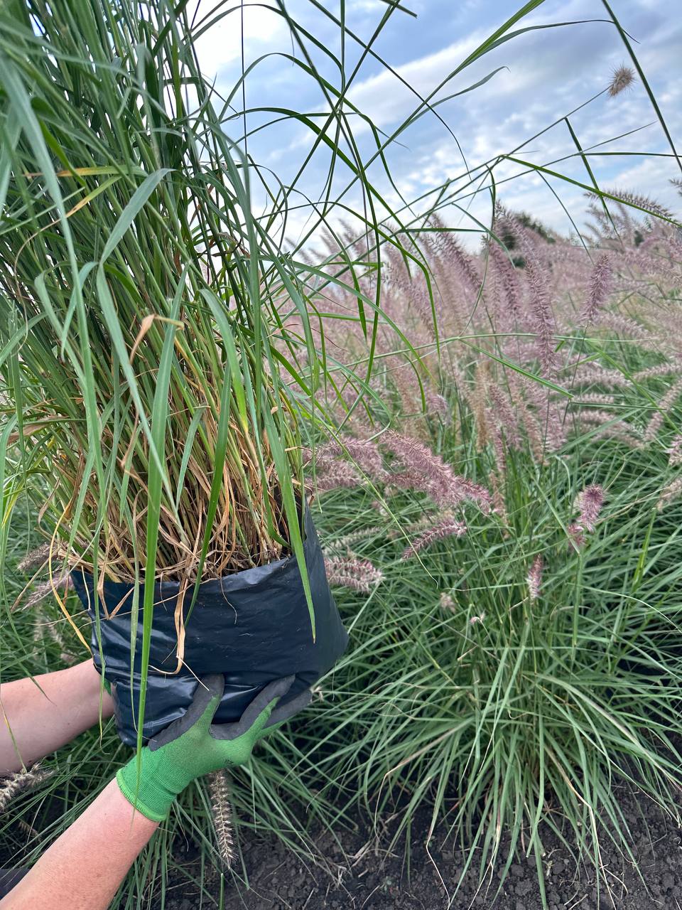 Пеннісетум Карлі Роуз 2