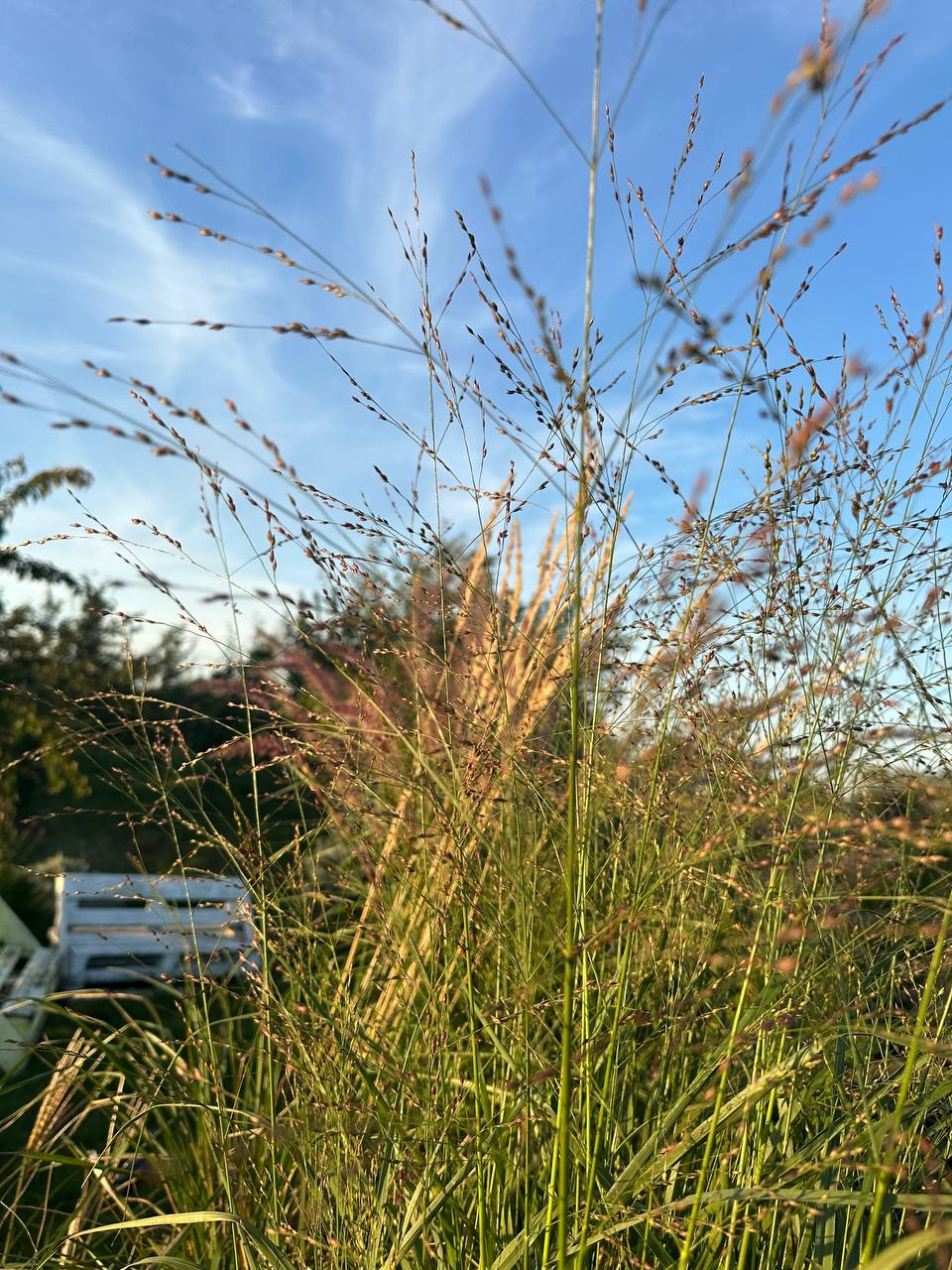 Просо прутоподібне Шенандоа 2