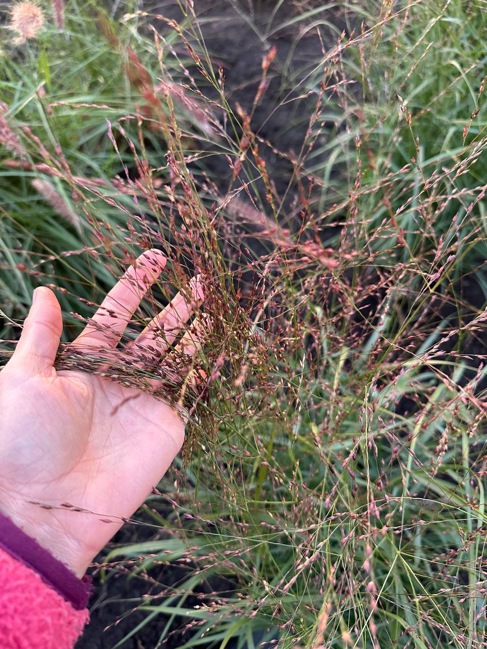 Просо прутоподібне Шенандоа 3