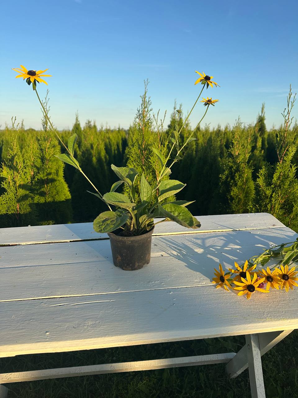 Рудбекія Голдштурм 1