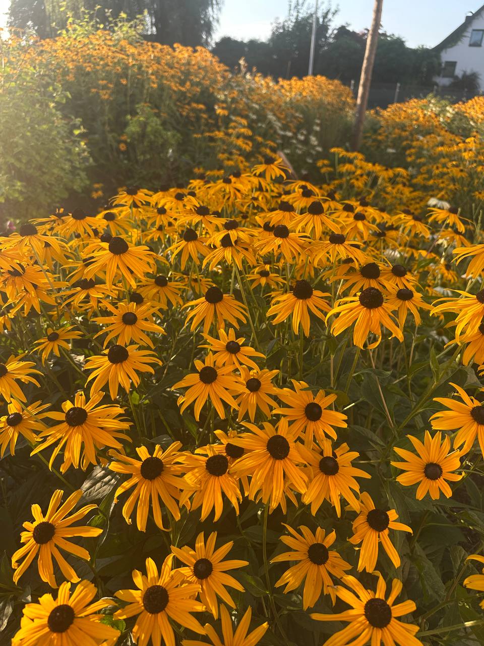 Рудбекія Голдштурм 2