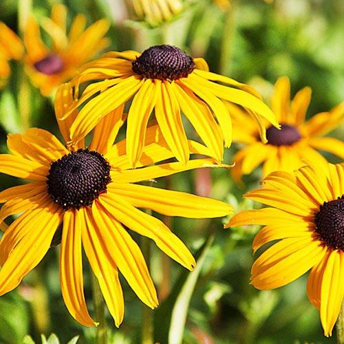 Рудбекія Голдштурм 4