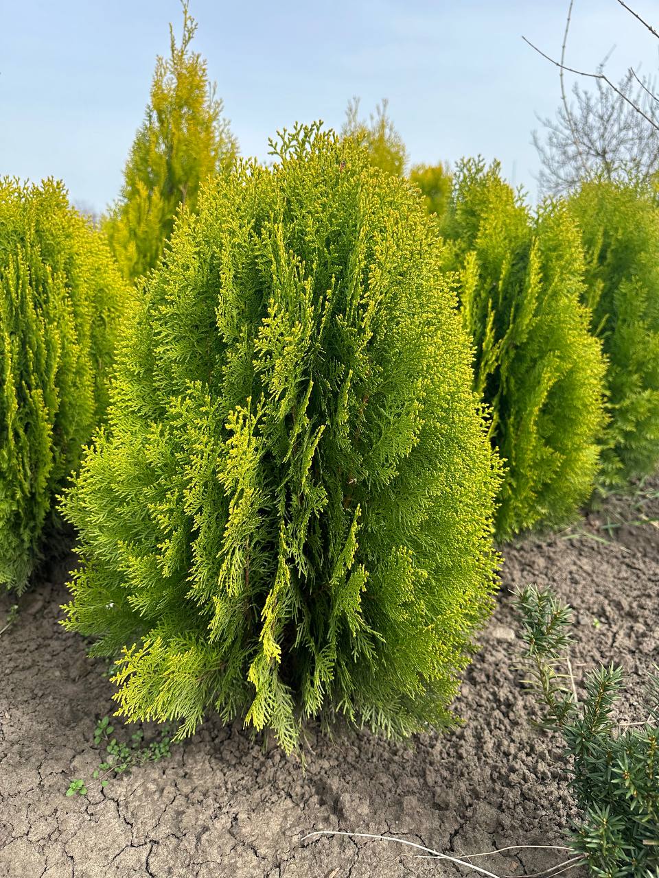 Туя східна Ауреа-Нана 2