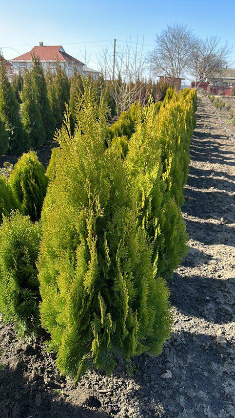 Туя східна Ауреа-Нана 4