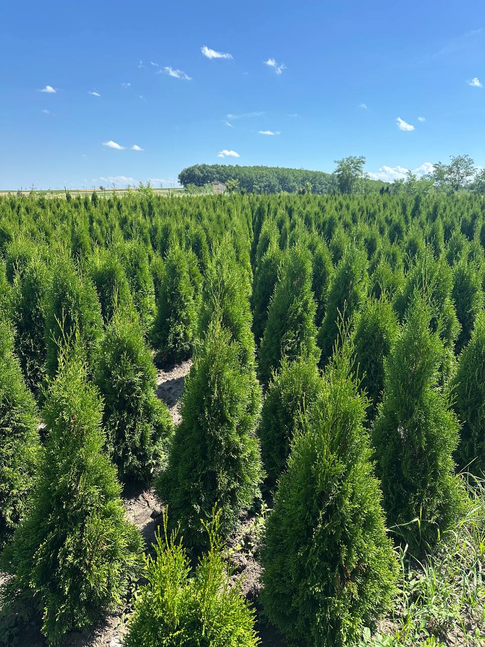 Туя західна Смарагд 1