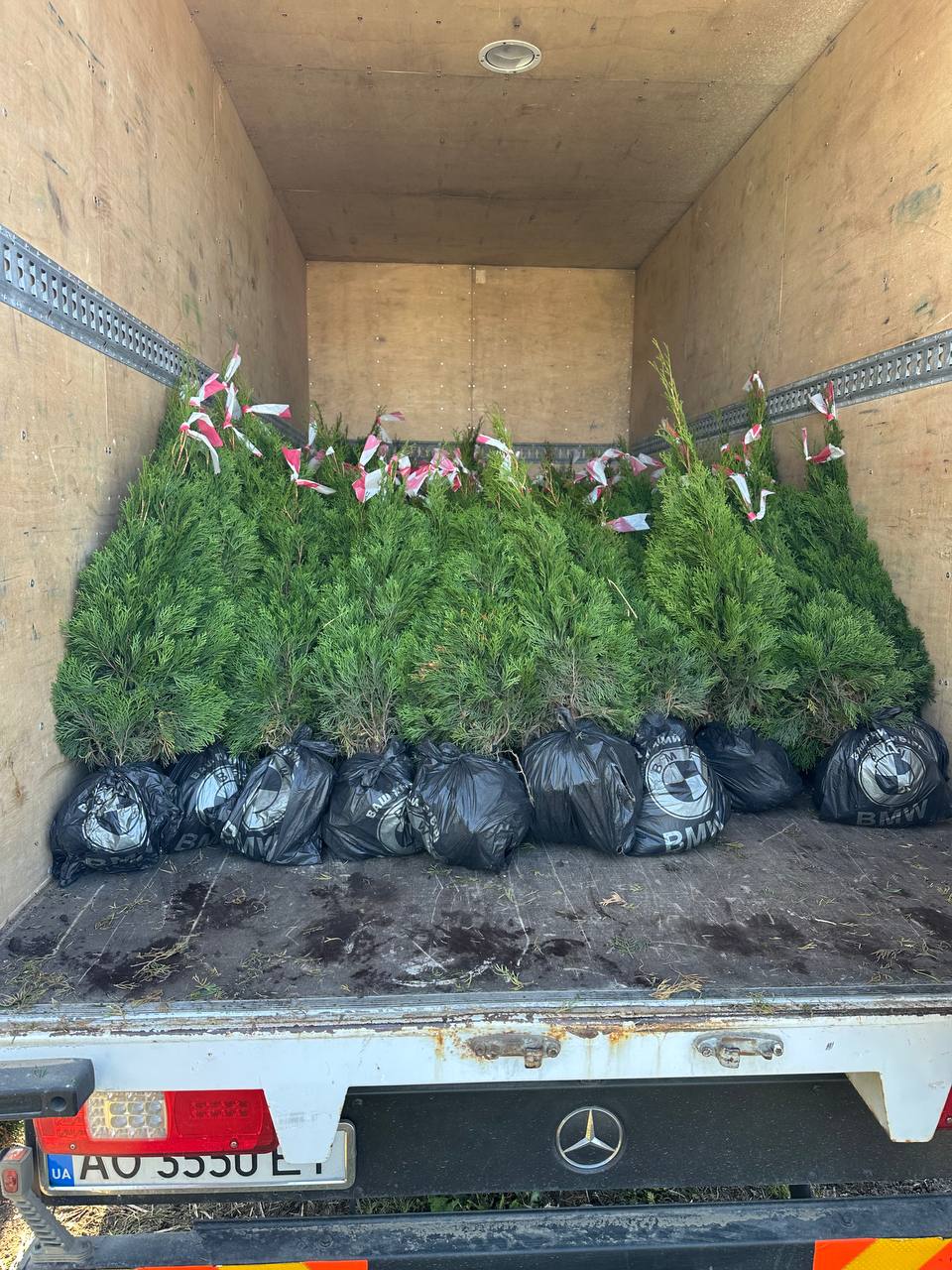 Туя західна Смарагд 2