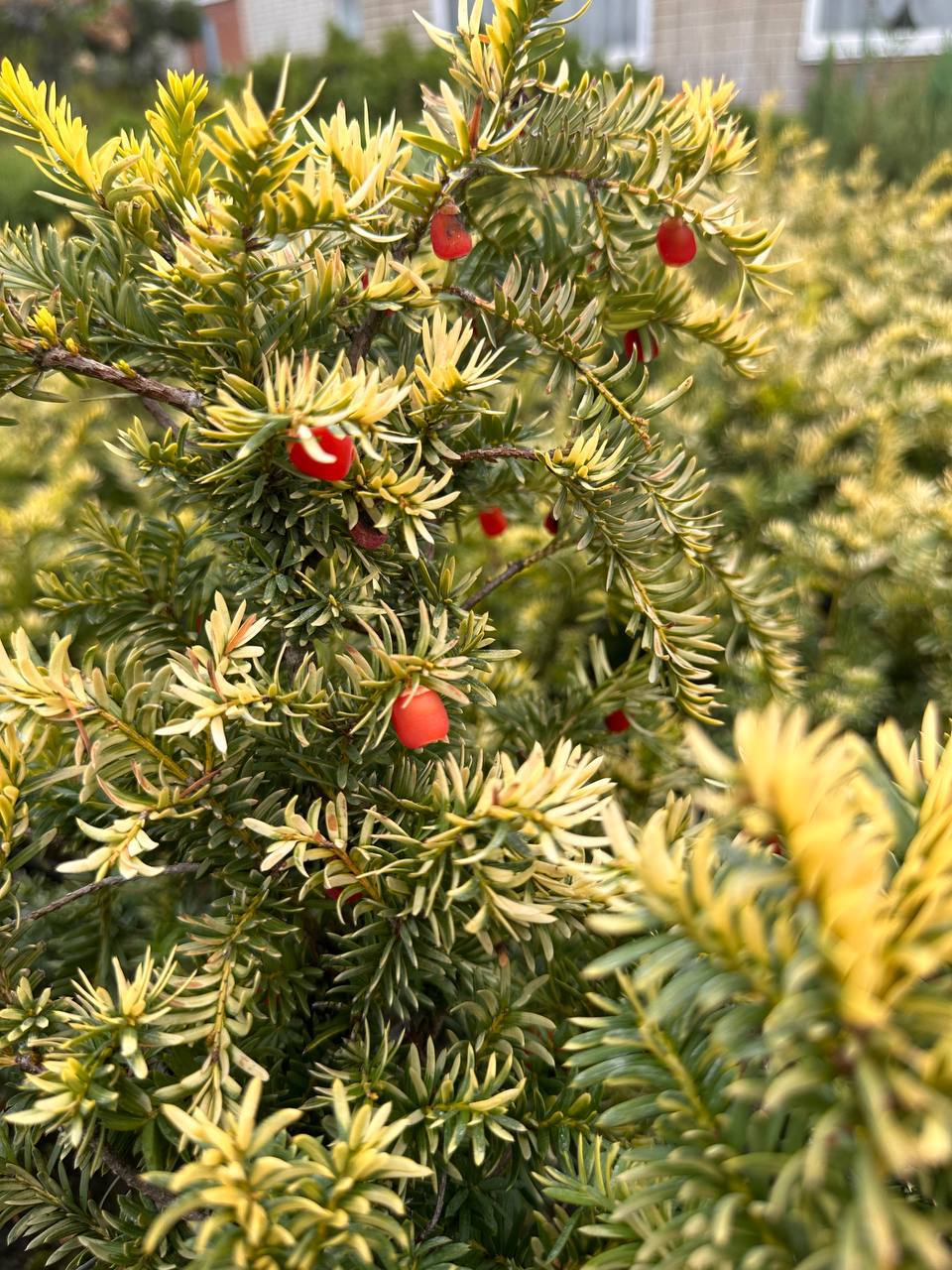 Тис ягідний Елегантіссіма 1