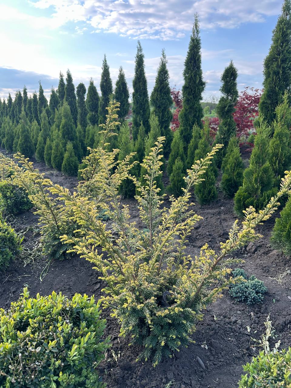 Тис ягідний Елегантіссіма 2