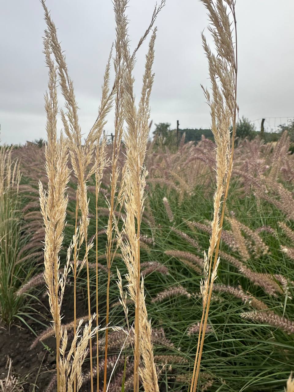 Війник Карл Форстер 1